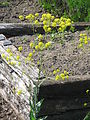 Isatis tinctoria