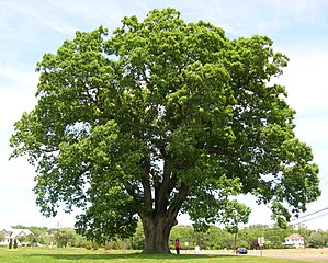 Large Quercus alba growing in New Jersey
