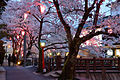 Kinosaki Onsen cherry blossoms