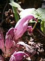 Lathraea clandestina close-up flower