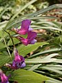 Lathyrus vernus