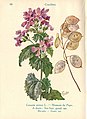 Lunaria annua (illustration)