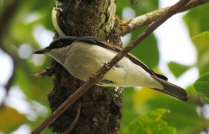 Foraging in canopy in Tamil Nadu, southern India