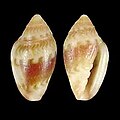 Marginella anna Bazaruto Is., Mozambique