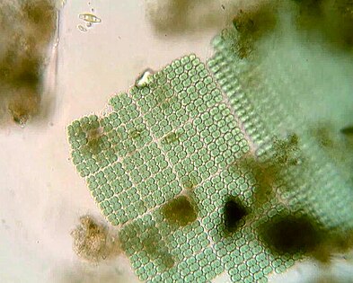 Merismopedia forms rectangular colonies held together by a mucilaginous matrix. Species in this genus divide in only two directions, creating a characteristic grid-like pattern arranged in rows and flats.[51]