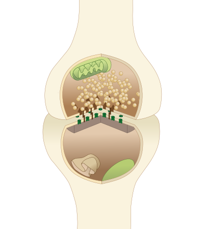 An illustrated chemical synapse