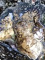 Octopus oculifer on San Cristobal Island in the Galapagos, previously being eaten by a Oyster Catcher - Featured on Octopus oculifer