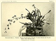 Oncidium powellii