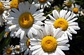 Marguerite flowers, that the route has been named after