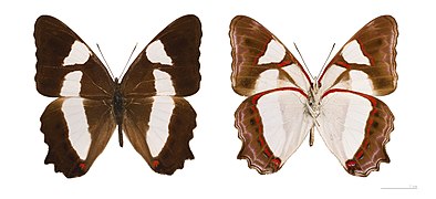 Museum specimen ♂ Both sides