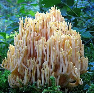 Ramaria sp., possibly R. stricta