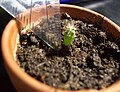 Five-month-old seedling