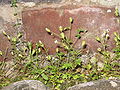 Saxifraga tridactylites