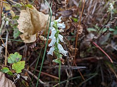 Spiranthes arcisepala