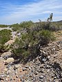 Dry wash bank vegetation (Baccharis sarothroides)