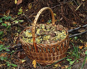 Picked mushrooms in basket