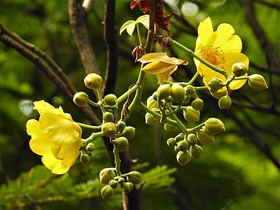 สุพรรณณิการ์