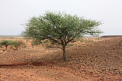 Senegalia laeta specimen in Djibo
