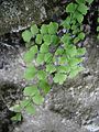 Adiantum capillus-veneris close-up