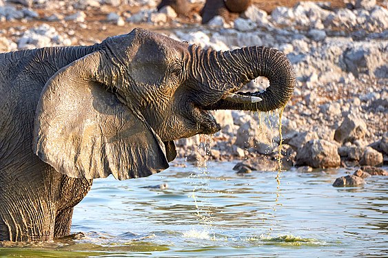 African bush elephant (loxodonta africana) drinking at Okaukuejo waterhole in Etosha National Park Namibia