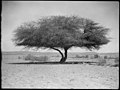 Agriculture, etc. Acacia tree in the desert near Asluj. Acacia Tortilis Hayne. Shittim tree LOC matpc.15621.jpg