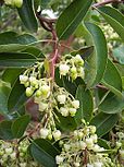 Flowers and leaves