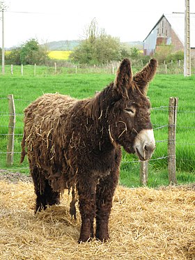 A tall donkey with a shaggy coat