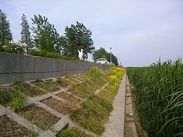 贡湖湾湿地公园的太湖大堤