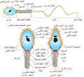 العربية • 阿拉伯文