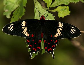 Dorsal view