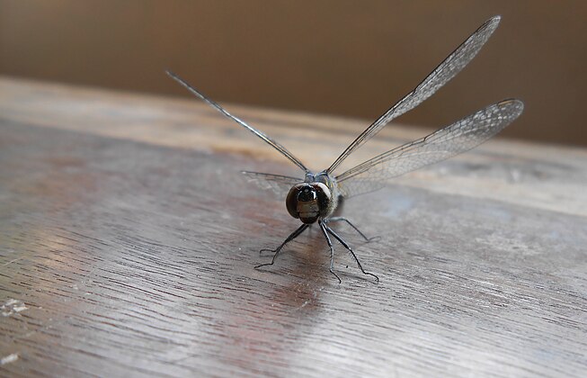 Dragonfly on wooden surface