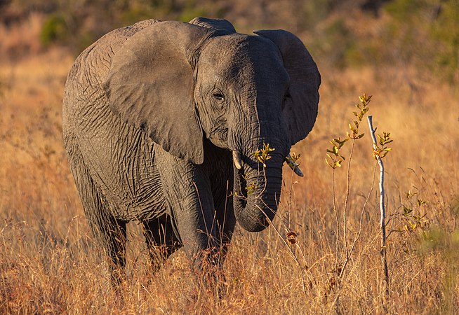 图为一只栖息于南非克留格尔国家公园的幼年非洲草原象。