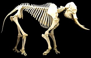 脊椎动物内骨骼的成分为磷酸钙结合产生的羟磷灰石[32]