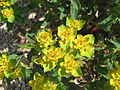 Euphorbia epithymoides