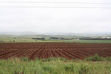 Recently planted fields in Mpumalanga