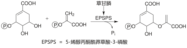 草甘膦的作用機制