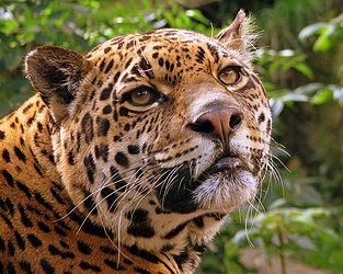 Jaguar