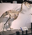 Reconstructed skeleton