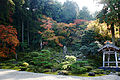 Garden and Oyama Maple