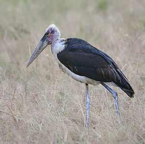 Marabou stork, Mikumi National Park, Tanzania