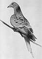 Martha, the last passenger pigeon