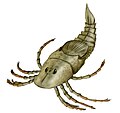 Megarachne, a sea scorpion.