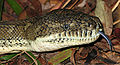 Image 7 Forked tongue Photo credit: LiquidGhoul The head of a Coastal Carpet Python, the largest subspecies of Morelia spilota, a non-venomous Australian python, showing its forked tongue, a feature common to many reptiles, who smell using the tip of their tongue. Having a forked tongue allows them to tell which direction a smell is coming from. More selected pictures