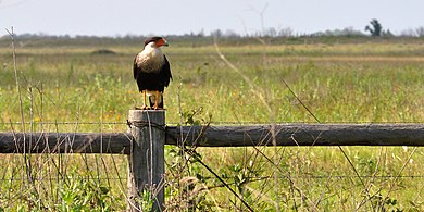 Northern crested caracara (Caracara plancus cheriway), Attwater Prairie Chicken National Wildlife Refuge, Colorado County, Texas, USA