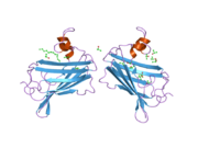 2ag9: Crystal Structure of the Y137S mutant of GM2-Activator Protein