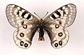 Parnassius imperator