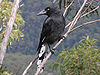 A Pied Currawong (Strepera graculina graculina) photographed at Blue Mountain, New South Wales