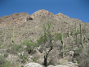 Pusch Peak from Pima Canyon