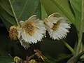 Elaeocarpus flower