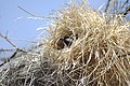Male in nest in Kenya